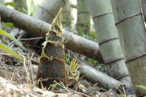 竹子繁殖方法|竹の繁殖力は驚異的！しっかり管理して被害を抑える。